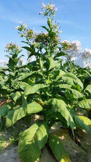 PLANT